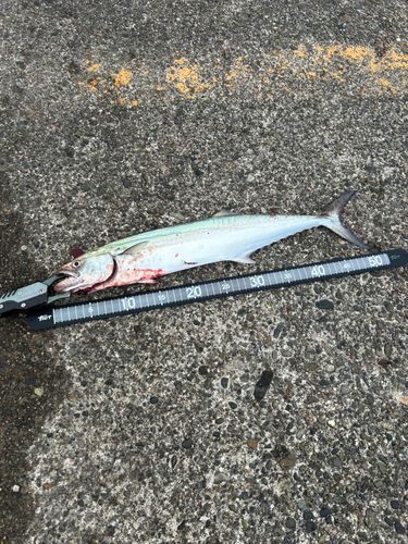 サゴシの釣果