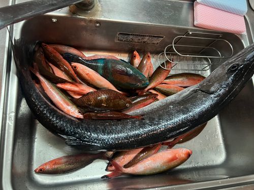 グルクンの釣果