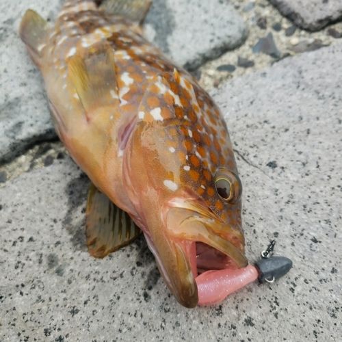 アコウの釣果