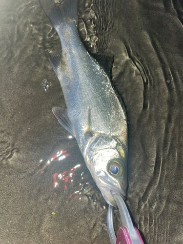 セイゴ（ヒラスズキ）の釣果