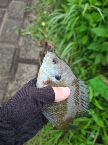 ブルーギルの釣果