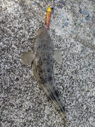 釣果