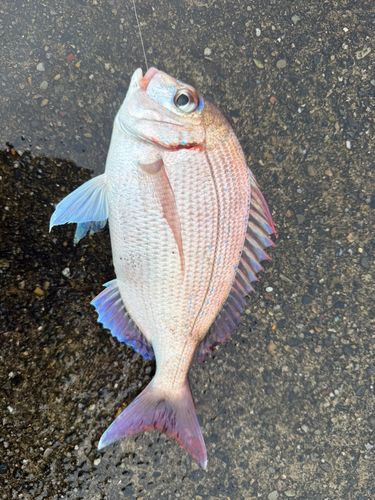 チダイの釣果