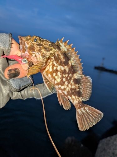 カサゴの釣果