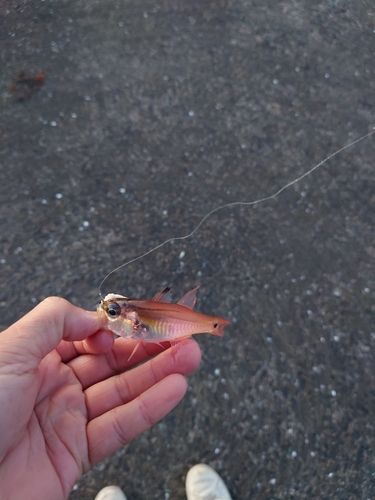 ネンブツダイの釣果