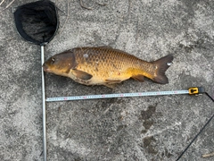 コイの釣果