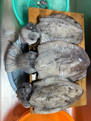 コウイカの釣果
