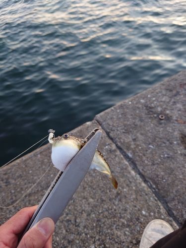 フグの釣果