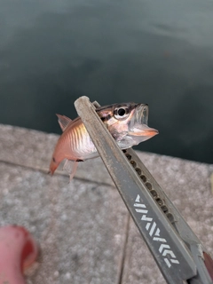 ネンブツダイの釣果