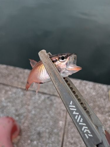 ネンブツダイの釣果