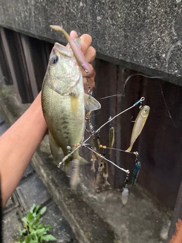 ラージマウスバスの釣果