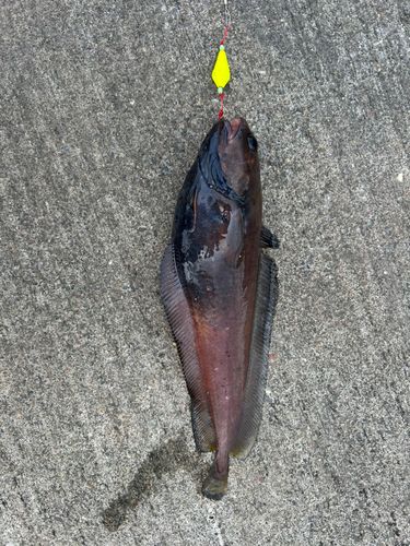 ドンコの釣果