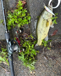 ラージマウスバスの釣果