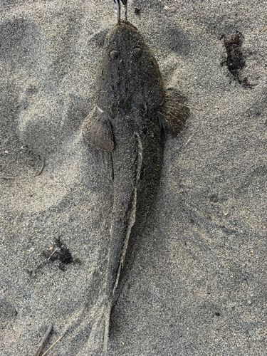 マゴチの釣果
