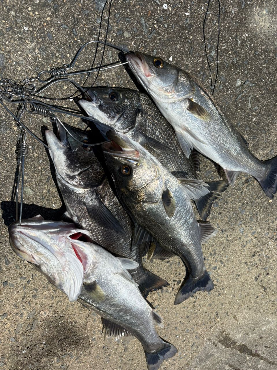 DAIWA 20エメラルダス AIR AGS 86MHの最安値・インプレ・釣果 | 本音の