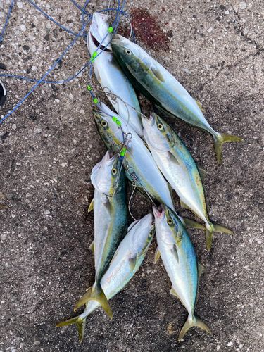 ハマチの釣果