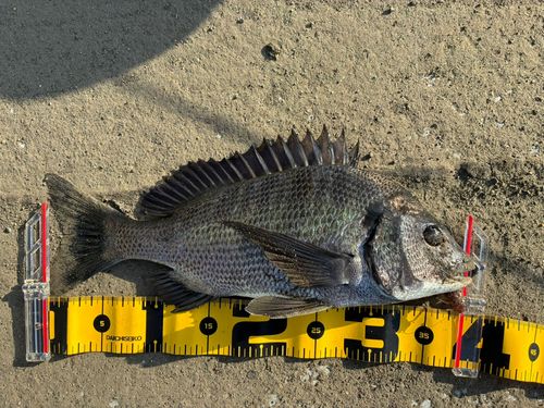 クロダイの釣果