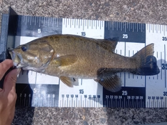スモールマウスバスの釣果
