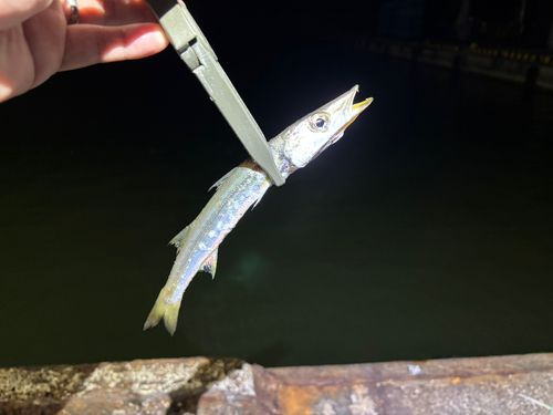 カマスの釣果