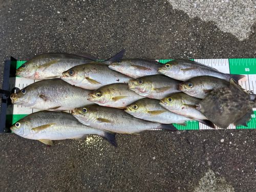 イサキの釣果