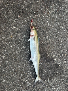サゴシの釣果