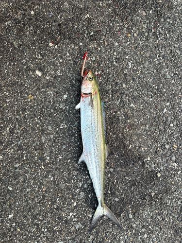 サゴシの釣果
