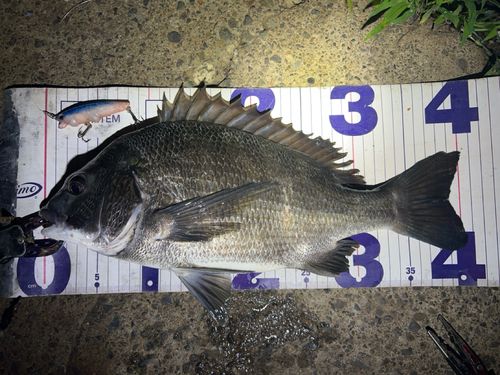 クロダイの釣果