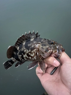 ガシラの釣果
