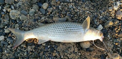 ボラの釣果