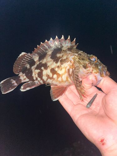 ガシラの釣果
