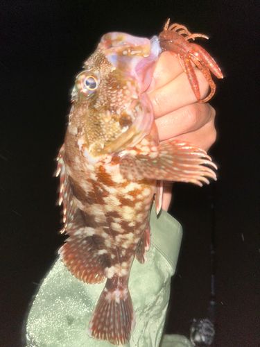 ガシラの釣果