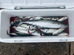 マサバの釣果