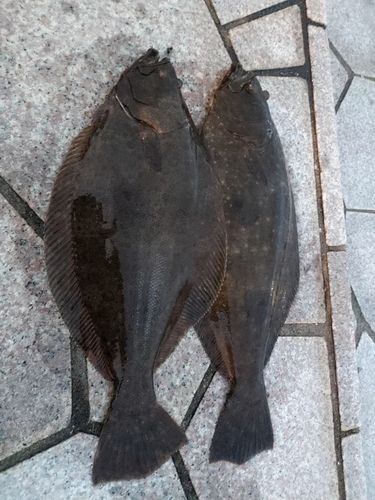 ヒラメの釣果