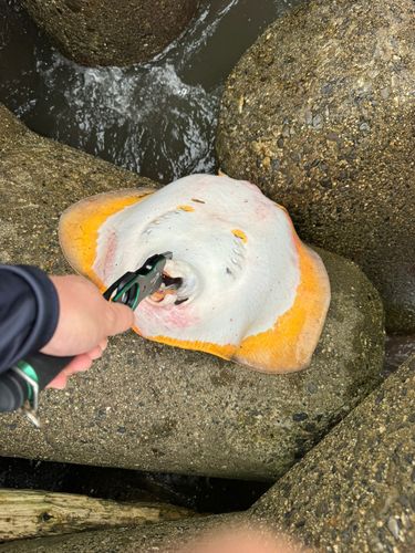 エイの釣果