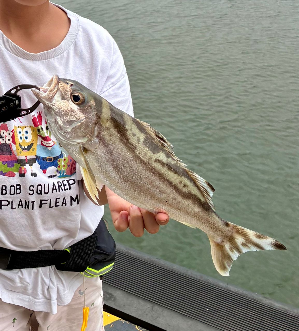 コトヒキの釣果写真