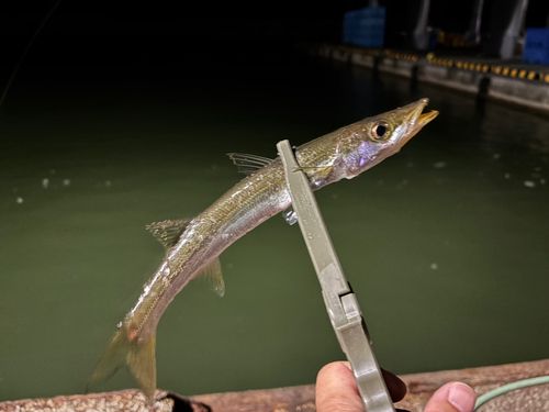 カマスの釣果