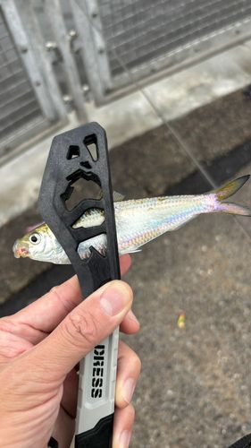 サッパの釣果