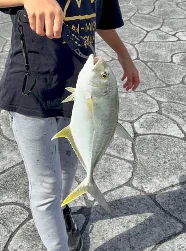 オニヒラアジの釣果