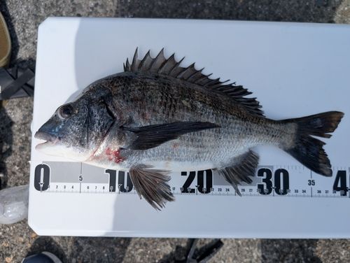 チヌの釣果