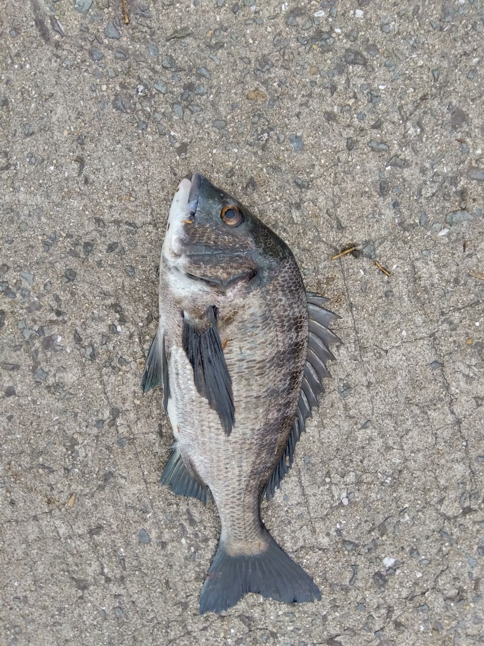 クロダイの釣果写真