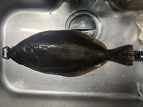 ヒラメの釣果