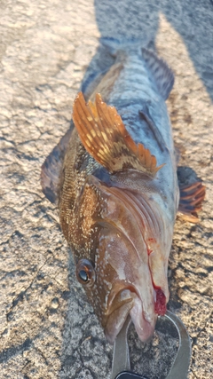 アイナメの釣果