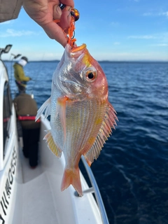 レンコダイの釣果