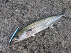 サゴシの釣果