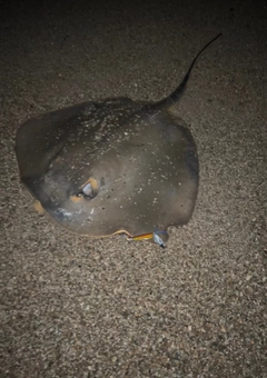 アカエイの釣果