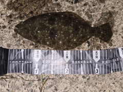 ヒラメの釣果