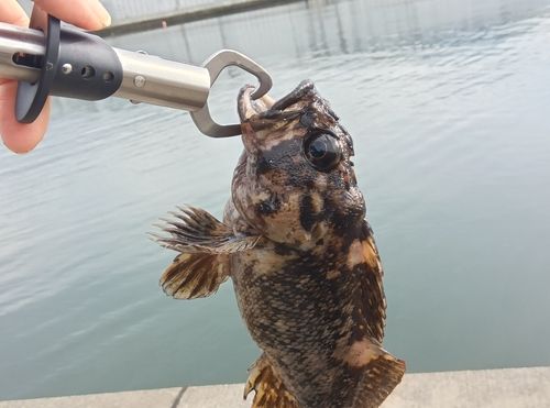 オウゴンムラソイの釣果