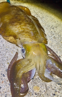 アオリイカの釣果