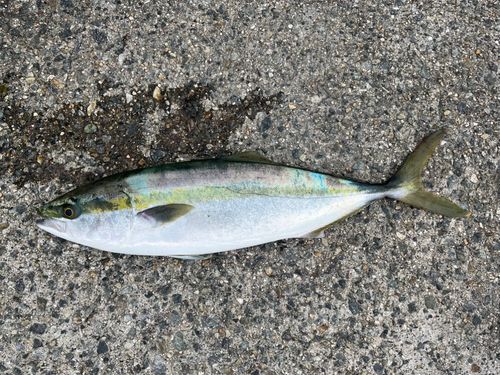 ハマチの釣果