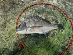 メイタの釣果